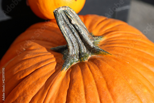 Pumpkin petiole