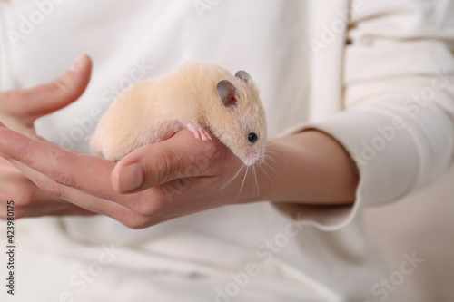 Woman holding cute little hamster, closeup view