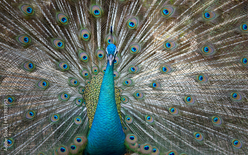 Portrait of wild peacock with a beautiful tail