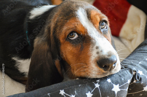Basset Hound little puppy rests in bed and posing for a photo. Closeup view of basset hound puppy face.


