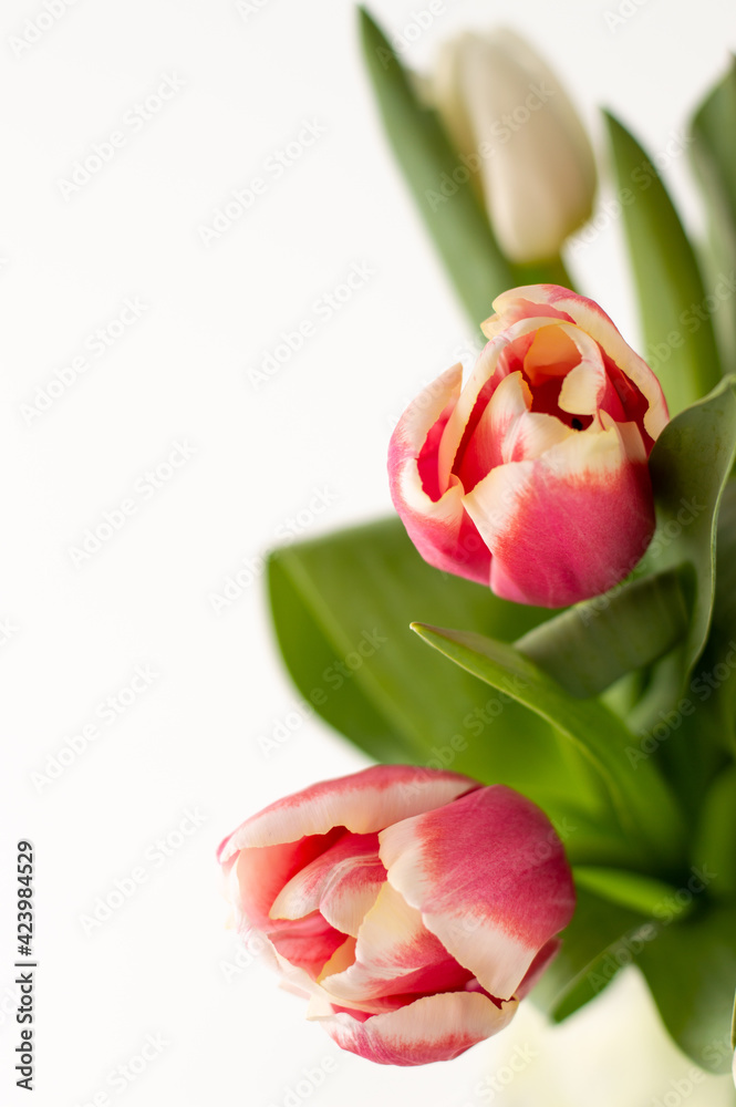 White-pink tulips on a white background with space for writing text. White-pink tulips on a white background with space for writing text.