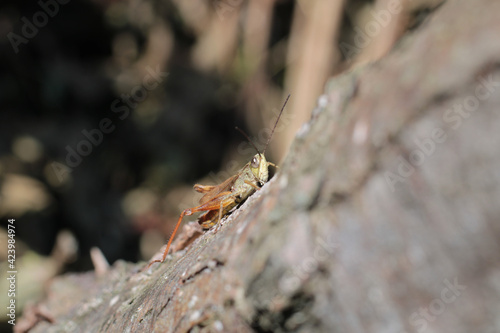 pezotettix giornae grasshopper macro photo