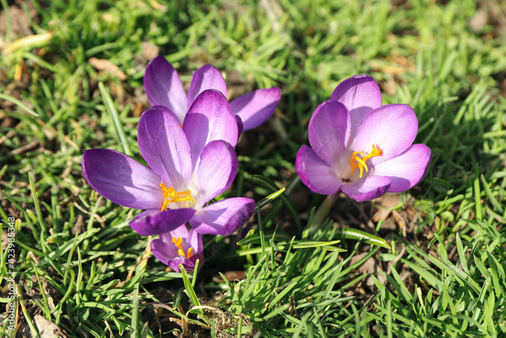 Beautiful purple crocus flowers growing in garden Beautiful purple crocus flowers growing in garden