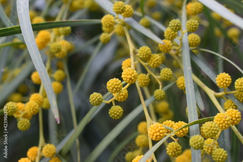 Yellow flowers of Eucalyptus erythrocorys photo