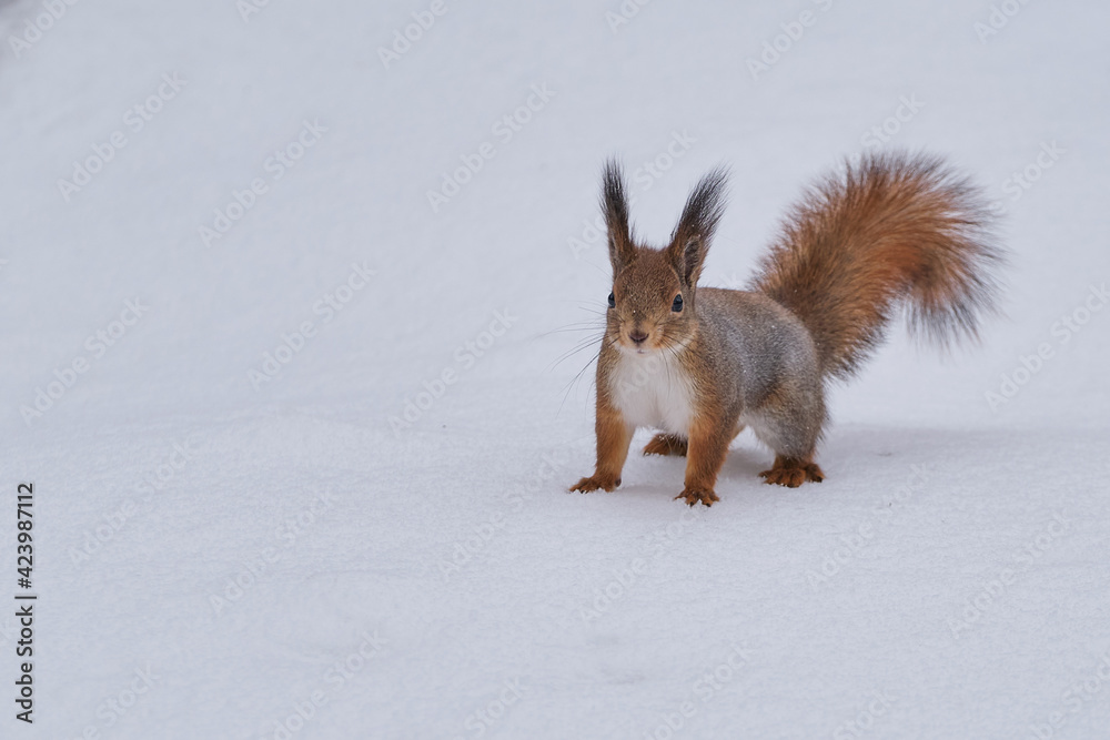 Squirrel sits at feet on snow and looks interestedly upwards. Squirrel sits at feet on snow and looks interestedly upwards.