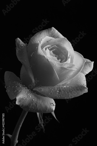 Black and white photography. White rose with dew drops on a black background.