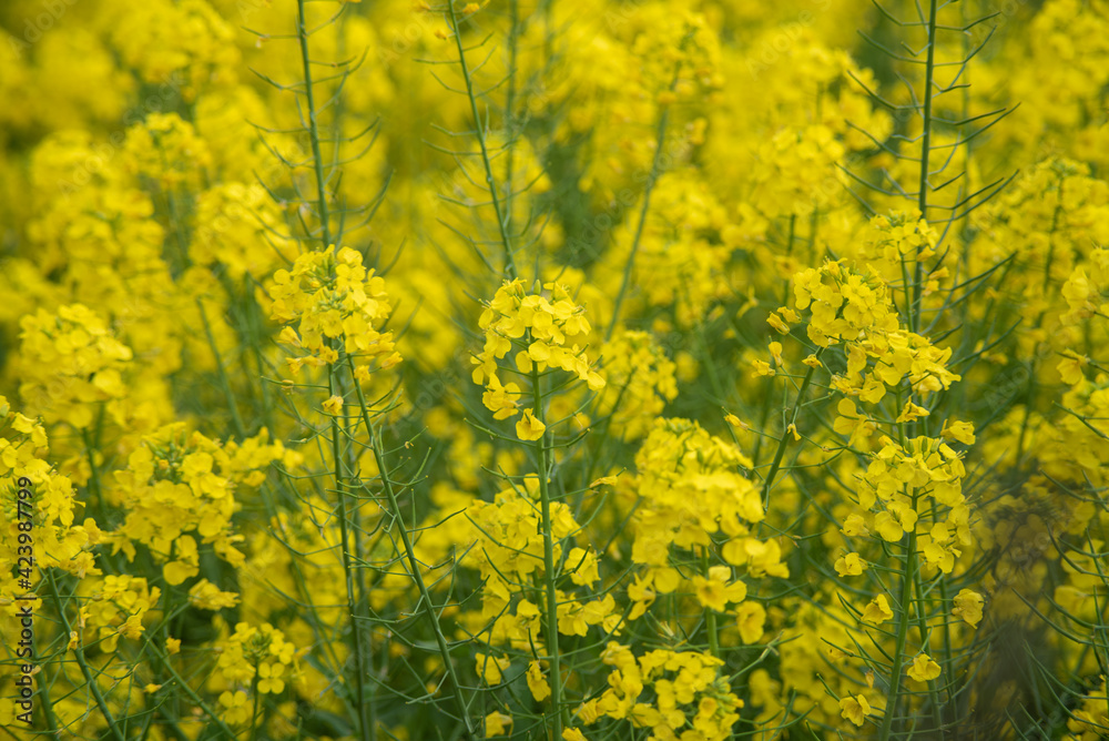 field of yellow flowers