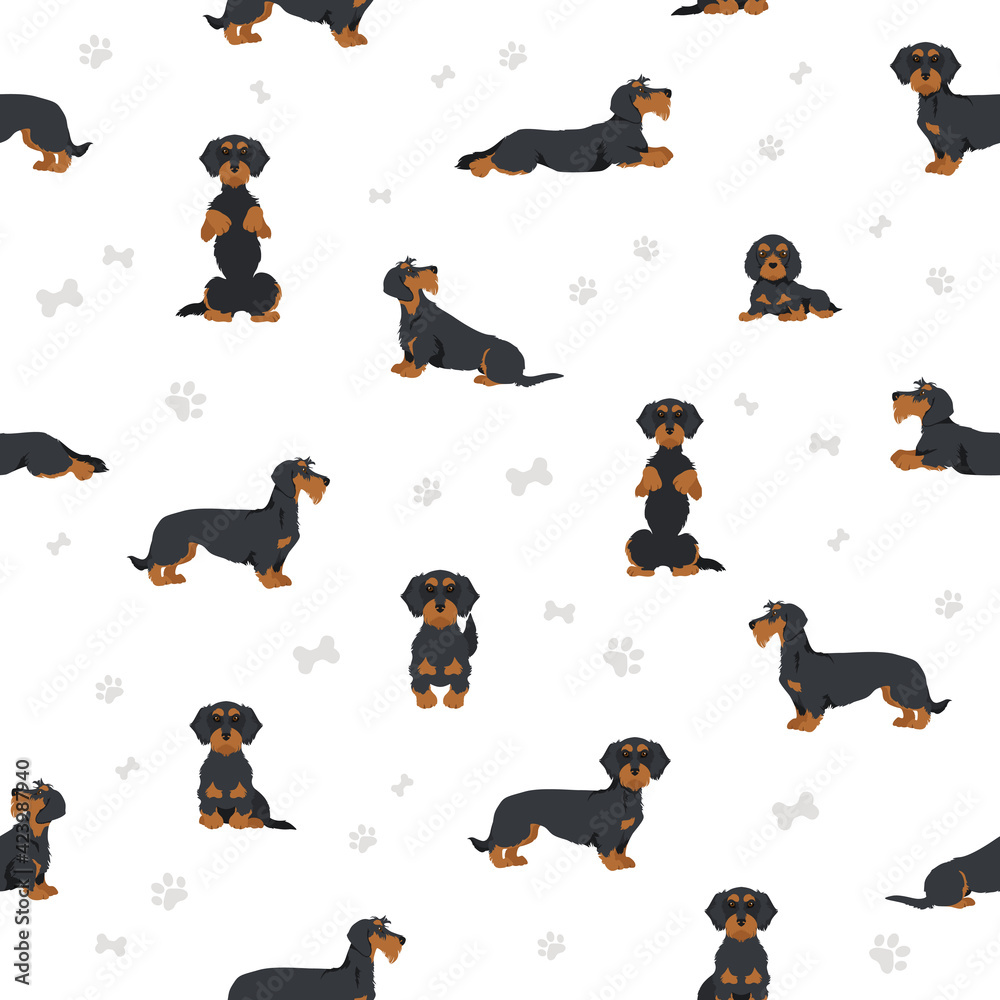 Dachshund wire haired clipart. Different poses, coat colors set