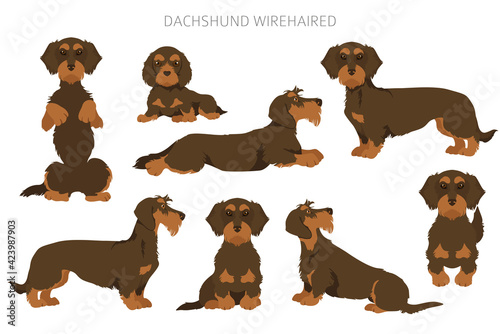 Dachshund wire haired clipart. Different poses  coat colors set