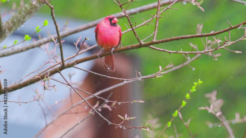 Male Cardinal perching on bare branch in rain Male Cardinal perching on bare branch in rain