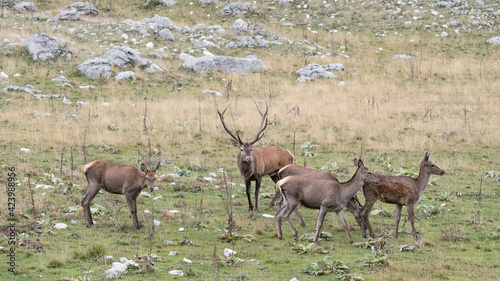 Deer male sniff scent of females in rutting season (Cervus elaphus)
