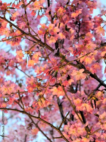 pink cherry flowers © Saule