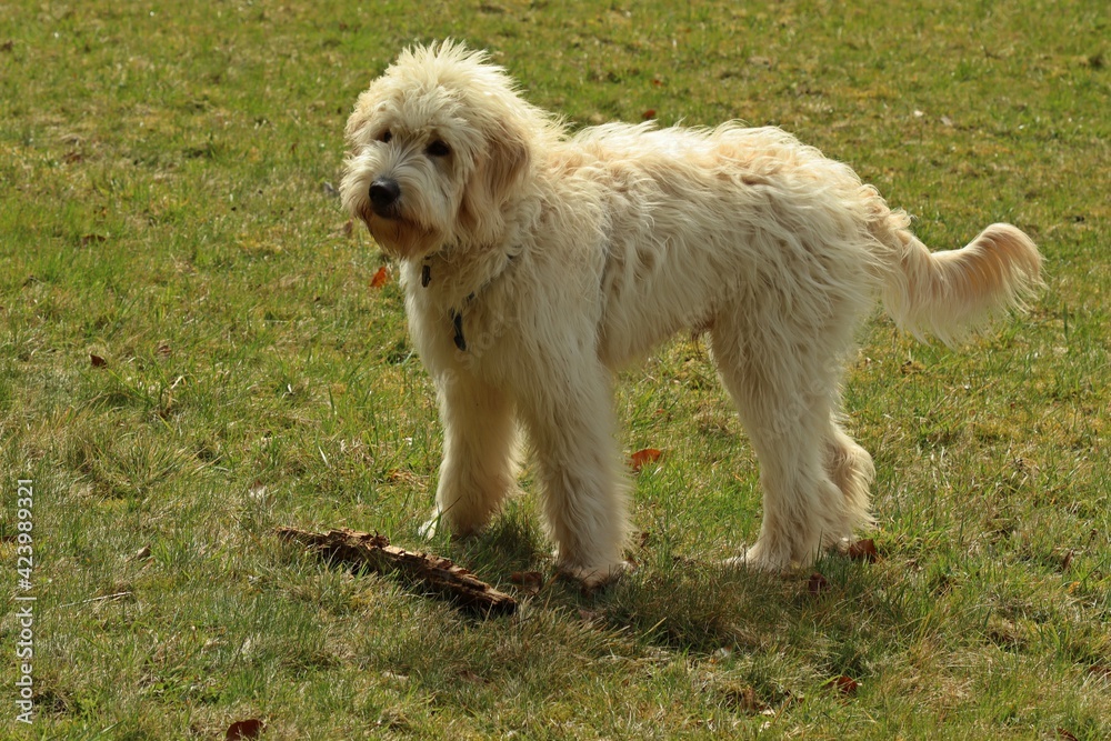 Sieben Monate alter Goldendoodle auf Wiese Sieben Monate alter Goldendoodle auf Wiese