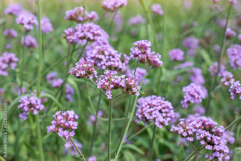 Beautiful purple flower of Verbena bonariensis bloom in the garden on blur nature background. Beautiful purple flower of Verbena bonariensis bloom in the garden on blur nature background.