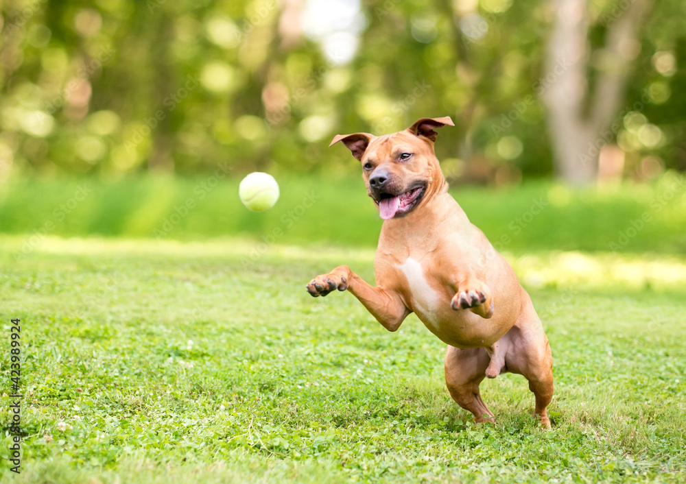 A Pit Bull Terrier mixed breed dog playing with a ball A Pit Bull Terrier mixed breed dog playing with a ball