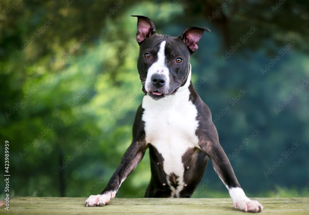 A Terrier mixed breed dog standing with its paws on a bench