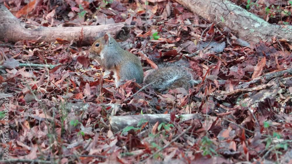 Grey Squirrel foraging and eating in woods Grey Squirrel foraging and eating in woods