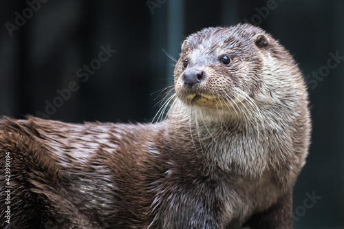 Portrait of a river otter
