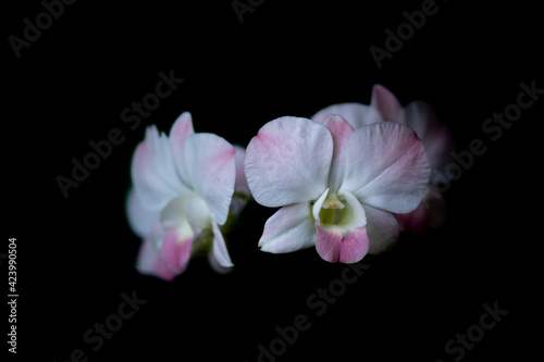 Soft Pink Dendrobium Orchid