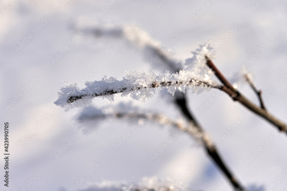 the branch is covered with white snow