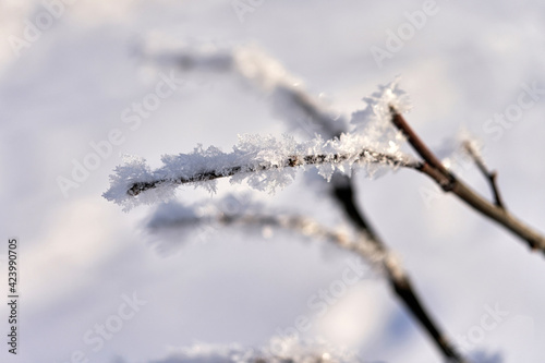 the branch is covered with white snow © vizland