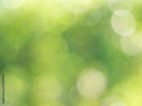 Natural outdoors bokeh background in green and yellow tones, Blurred green tree leaf background with bokeh
