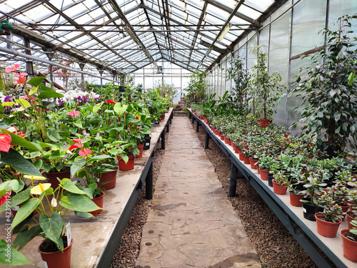 Greenhouse or glasshouse with colorful flowers and plants