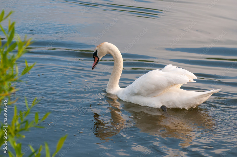 Fototapeta premium A white majestic swan floats in front of a wave of water. Young swan in the middle of the water. Drops on a wet head.