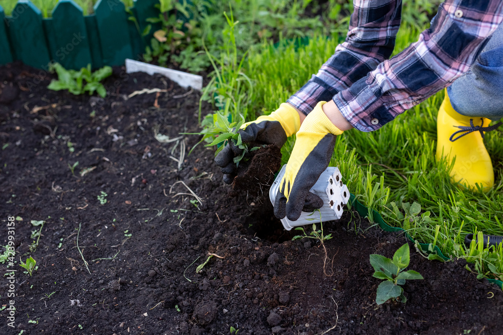 Fototapeta premium Hand of woman gardener in gloves holds seedling of small apple tree in her hands preparing to plant it in the ground. Tree planting concept