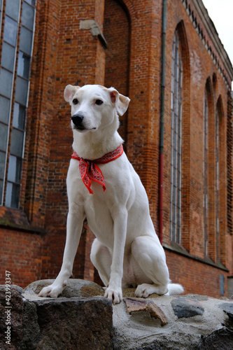 White mongrel dog with a colored neckerchief sits against the background of St. Peter's Cathedral in Riga