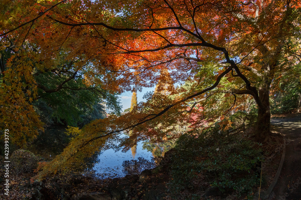 Shinjuku's Park in Japan a place full of nature and colors