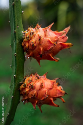 Pitajaya (Pitaya) -Rodríguez de Mendoza