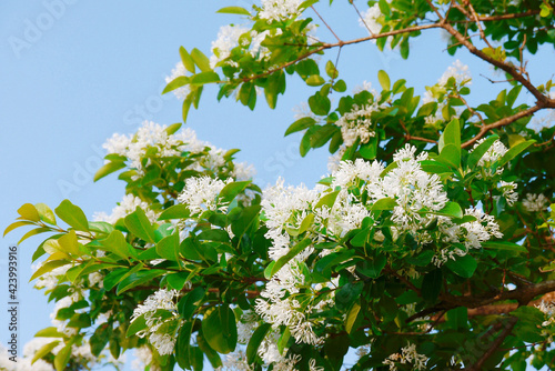 Close-up photo of Chionanthus retusus, the Chinese fringetree, is a flowering plant in the family Oleaceae. It is native to eastern Asia: eastern and central China, Japan, Korea and Taiwan.