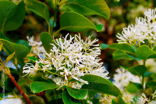 Photos Close-up photo of Chionanthus retusus, the Chinese fringetree, is a flowering plant in the family Oleaceae