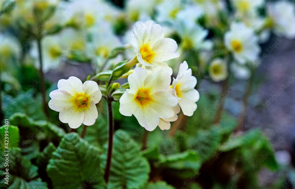 Primroses in the garden Primroses in the garden