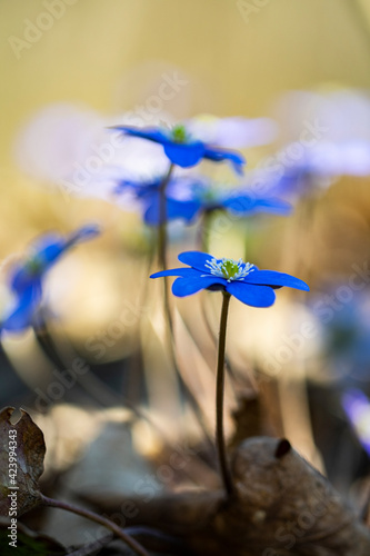 small blue forest flowers in spring time 