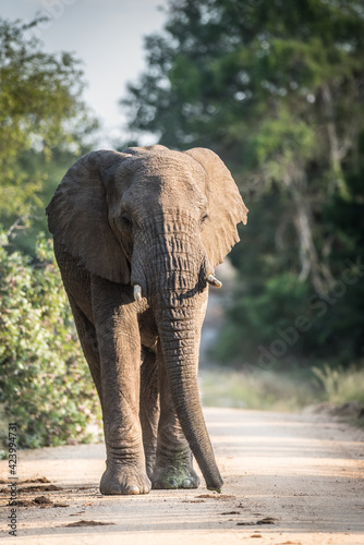 Beautiful African Elephant bull standing in the middle of the dirt road  Greater Kruger