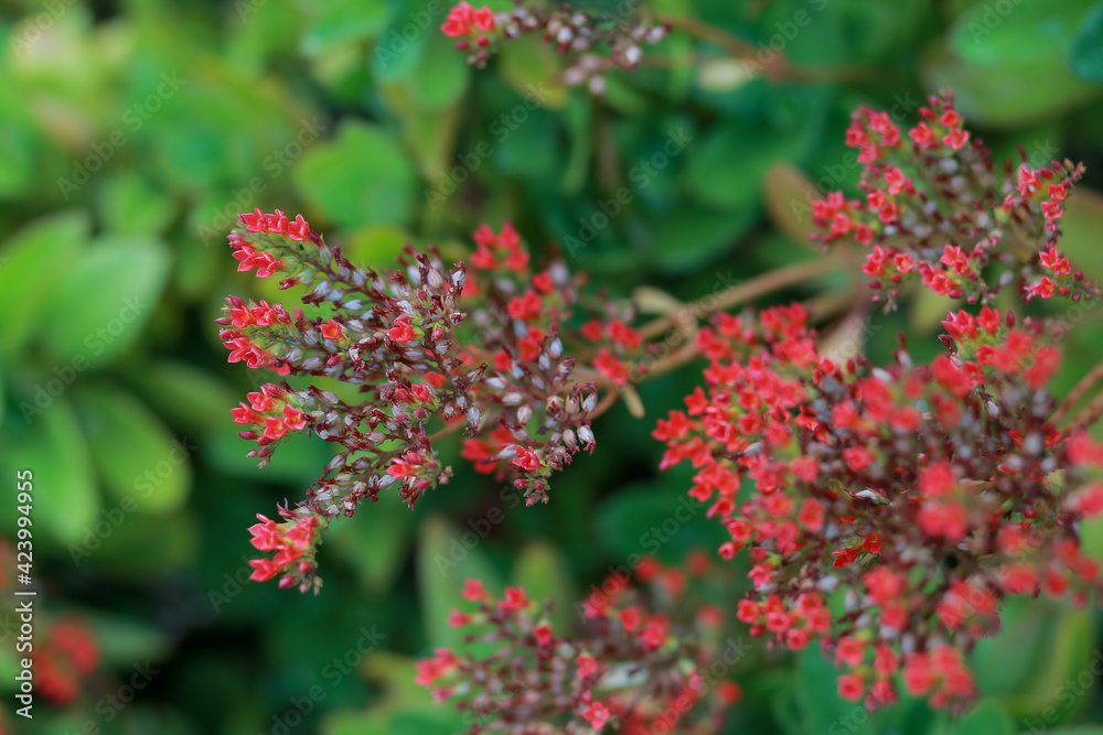 Small, red, beautiful, close-up flowers in Flora. The backyard garden Looks and feels Small, red, beautiful, close-up flowers in Flora. The backyard garden Looks and feels