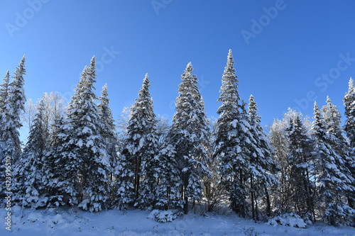 Snowy spruce trees under a blue sky, Québec