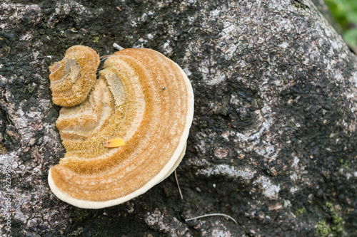 Fungus on the bark of a dead tree trunk. Pycnoporus sanguineus or Pau Ear.