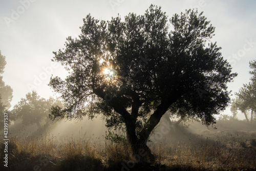 Amanecer en olivar mediterraneo con niebla otoñal