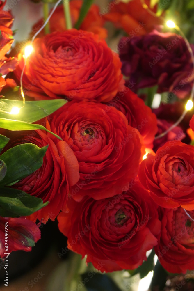 Fototapeta premium Red ranunculus with light garland
