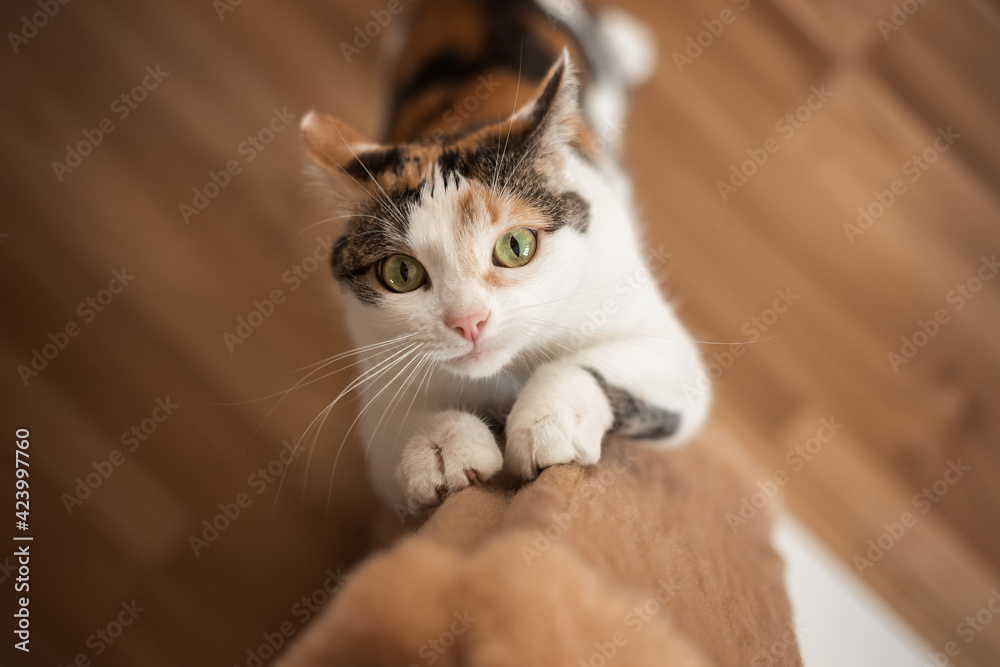 Cat sharpens its claws on scratching post