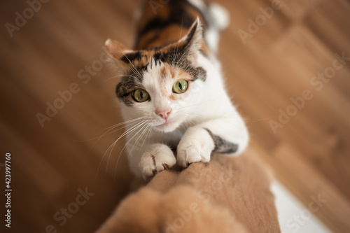 Cat sharpens its claws on scratching post photo