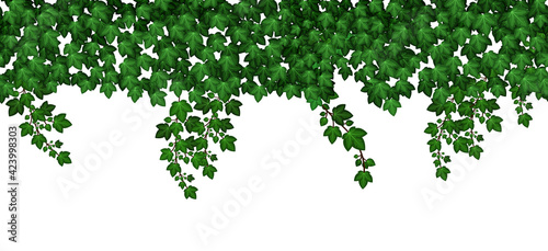 Ivy leaves  hanging wall. Summer garden green foliage. Repeat seamless pattern, climbing leaves on white background. Vector illustration