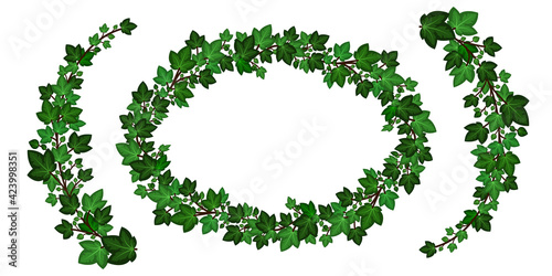 Green ivy wreath and curled swirl branches. Decorative frame and borders with ivy leaves texture. Isolated on white background. Vector illustration
