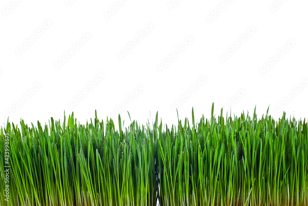 Obraz premium Wheat microgreen isolated on a white background. Texture of green stems close up.