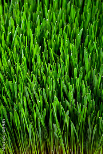 Wheat microgreen on black background. Texture of green stems close up.