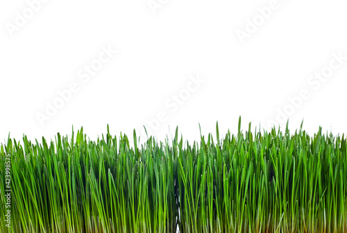 Wheat microgreen isolated on a white background. Texture of green stems close up.