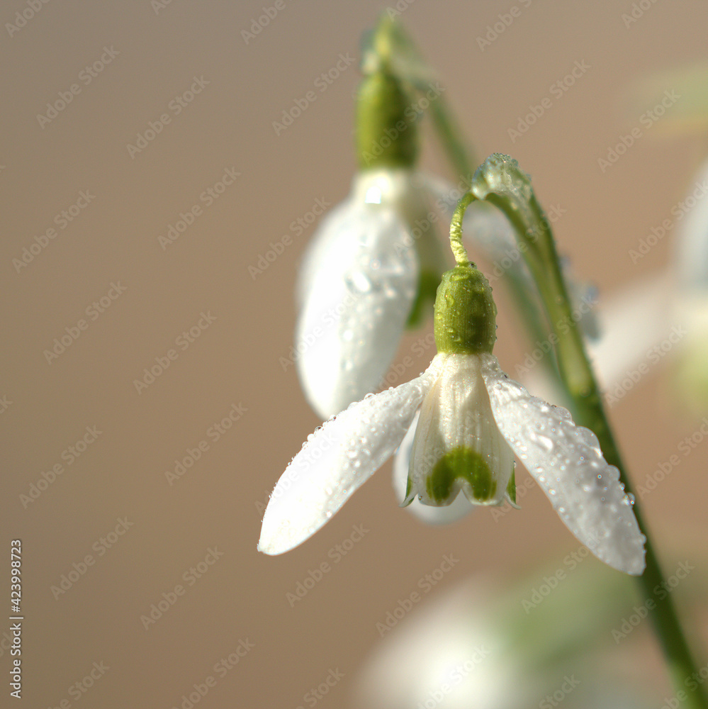 spring snowdrop flowers  Spring, snowdrops with dewdrops on their petals.